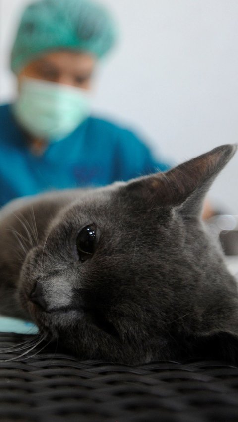 Lebih dari 200 kucing lokal dilakukan sterilisasi. Foto: merdeka.com / Arie Basuki