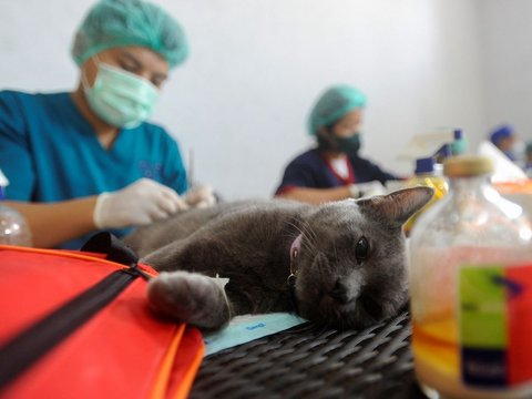 FOTO: Kendalikan Populasi Hewan Liar, Sudin KPKP Sterilisasi Ratusan Kucing Lokal di Mall Metro Kebayoran