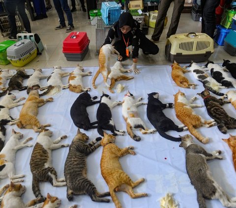 FOTO: Kendalikan Populasi Hewan Liar, Sudin KPKP Sterilisasi Ratusan Kucing Lokal di Mall Metro Kebayoran