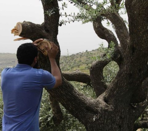 Pemukim Ilegal Israel Curi Ratusan Ekor Ternak Warga Palestina di Tepi Barat