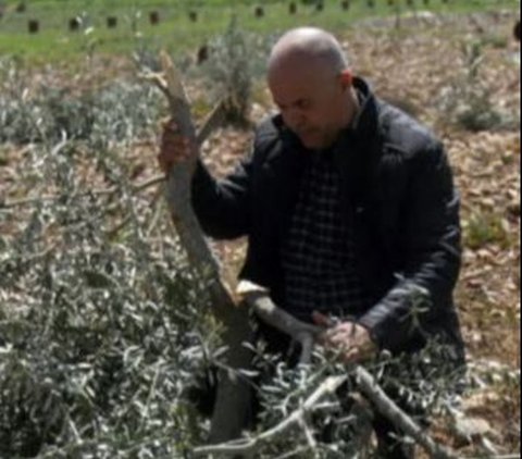 Pemukim Ilegal Israel Curi Ratusan Ekor Ternak Warga Palestina di Tepi Barat