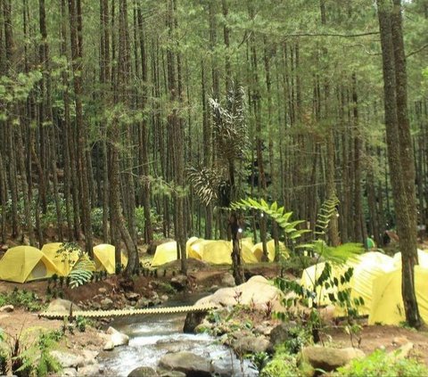 Kayu dan Bambu Bersertifikat FSC Jadi Solusi Masalah Iklim dan Keberlanjutan Hutan dari Dunia Arsitektur