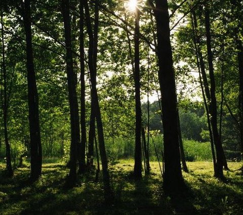 Kayu dan Bambu Bersertifikat FSC Jadi Solusi Masalah Iklim dan Keberlanjutan Hutan dari Dunia Arsitektur