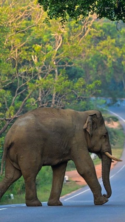 FOTO: Ketika Gajah Liar Berlalu-lalang di Jalanan Sri Lanka