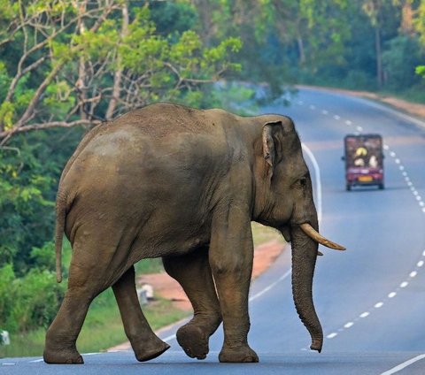 Seekor gajah liar menyeberang sebuah jalan raya di Habarana, Sri Lanka, pada Selasa (20/2/2024). Sri Lanka merupakan negara kepulauan dengan dengan banyak kawasan hutan belantara yang dilindungi secara hukum. Diketahui, terdapat ribuan kawasan lindung yang tersebar di pulau tersebut. Ishara S. Kodikara/AFP<br>