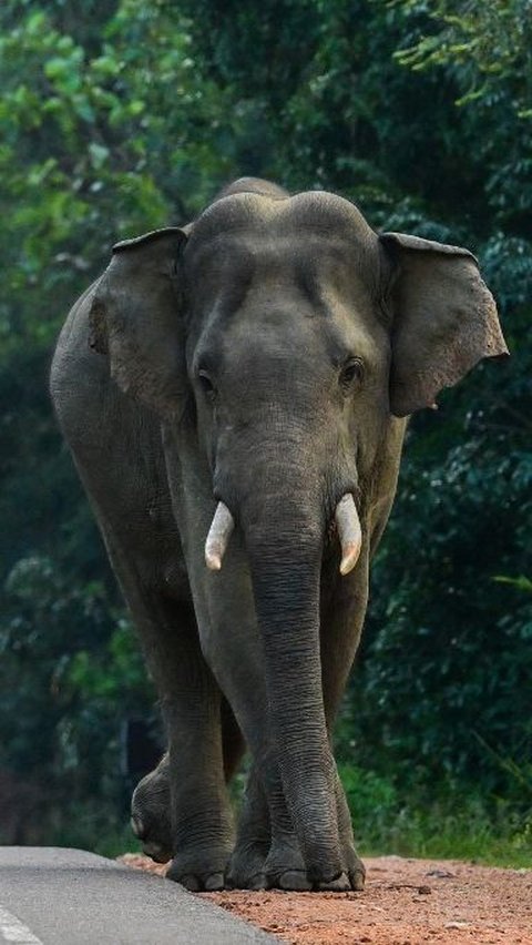 Uniknya, beberapa kawasan lindung tersebut memiliki jalan raya beraspal atau beton yang bisa dilalui masyarakat umum. Sehingga kerap kali dijumpai gajah-gajah liar yang berlalu-lalang di jalanan tersebut. Ishara S. Kodikara/AFP<br>