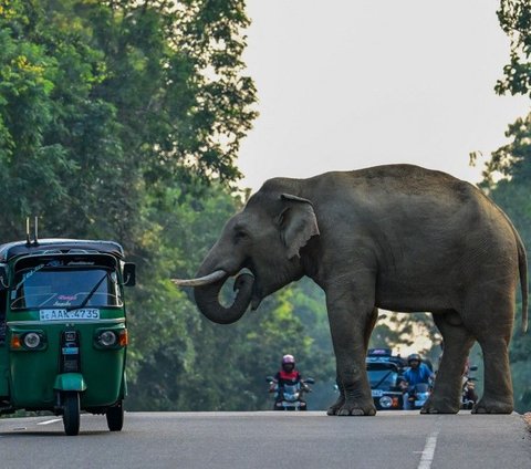 FOTO: Ketika Gajah Liar Berlalu-lalang di Jalanan Sri Lanka