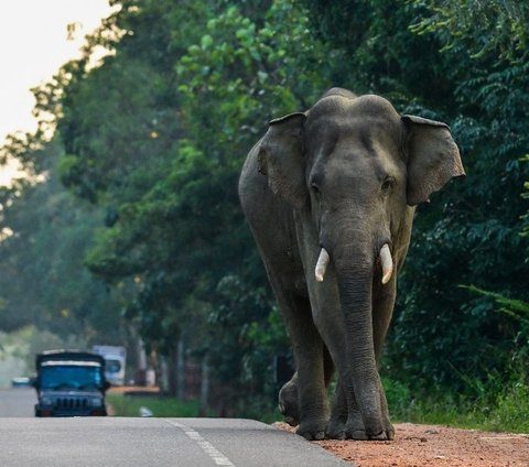 FOTO: Ketika Gajah Liar Berlalu-lalang di Jalanan Sri Lanka