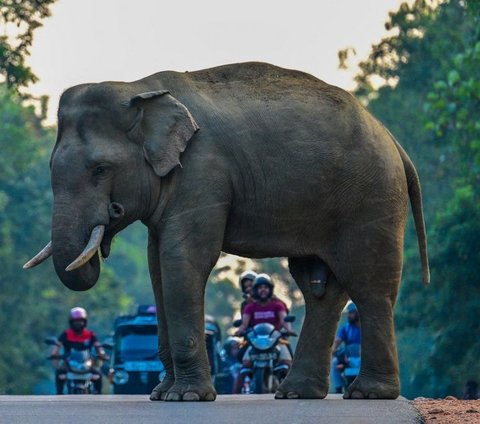 FOTO: Ketika Gajah Liar Berlalu-lalang di Jalanan Sri Lanka