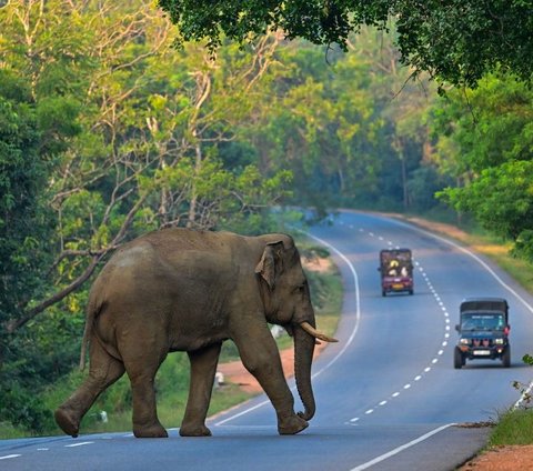 FOTO: Ketika Gajah Liar Berlalu-lalang di Jalanan Sri Lanka