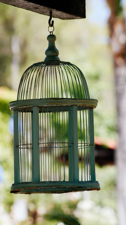 Burung puter adalah salah satu burung yang memiliki suara merdu. Burung puter umum dipelihara banyak orang dan sering diikutkan dalam lomba. Populasi burung ini tersebar di banyak negara, seperti Filipina, Indonesia, hingga Timor Leste.<br>