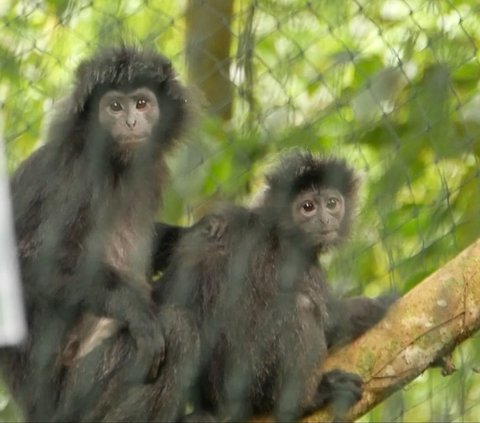 Lutung Jawa Lifa dan Tingting Dilepasliarkan di Hutan Kawasan Bromo