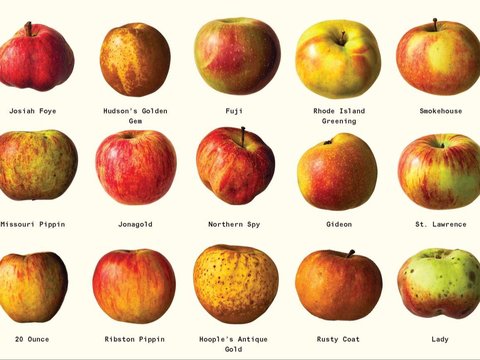 8 Wonderful Facts About Apple Fruit | trstdly: trusted news in simple