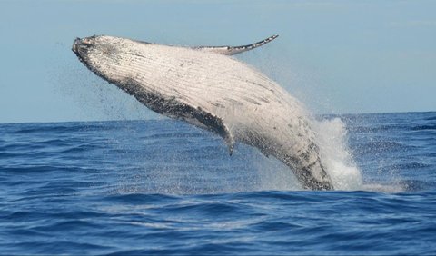 Namun, nyanyian paus balin dibatasi pada frekuensi sempit yang tumpang tindih dengan kebisingan yang dihasilkan oleh kapal pelayaran.<br>