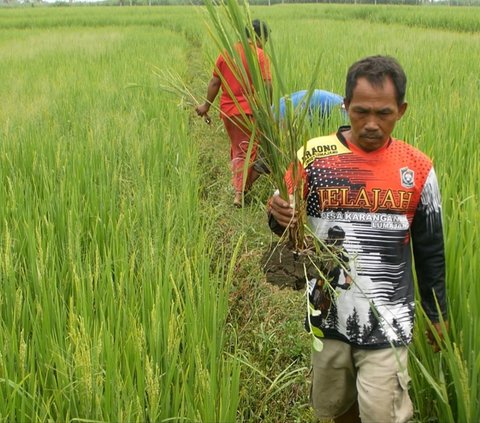 Kala Harga Beras Naik, 450 Hektare Sawah di Lumajang Terancam Gagal Panen