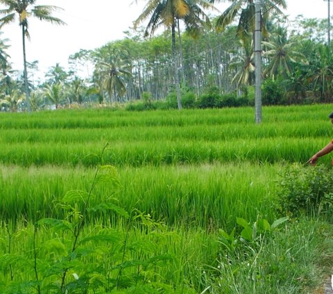 Kala Harga Beras Naik, 450 Hektare Sawah di Lumajang Terancam Gagal Panen