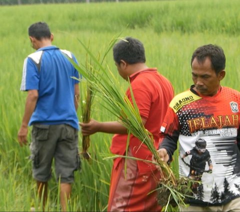 Kala Harga Beras Naik, 450 Hektare Sawah di Lumajang Terancam Gagal Panen