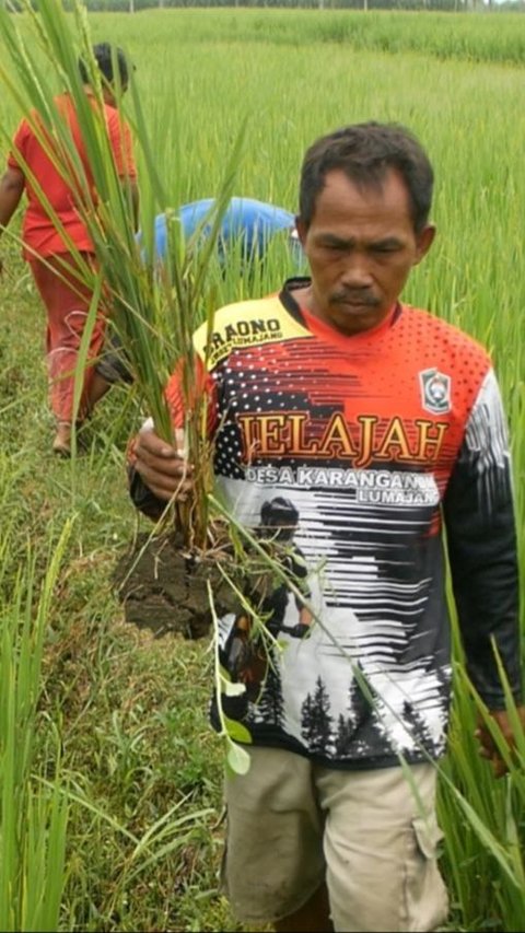 Kala Harga Beras Naik, 450 Hektare Sawah di Lumajang Terancam Gagal Panen