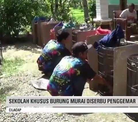 Layaknya Sekolah Betulan, Begini Situasi Sekolah Khusus Burung Murai di Cilacap yang Muridnya Datang dari Berbagai Daerah