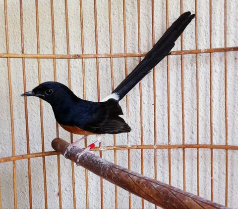 Layaknya Sekolah Betulan, Begini Situasi Sekolah Khusus Burung Murai di Cilacap yang Muridnya Datang dari Berbagai Daerah