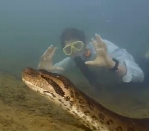 Portrait of a Relaxed Professor Meeting the Largest Anaconda in the World While Swimming at the Bottom of the Amazon, Weighing 200 Kg and Its Body the Size of a Car Tire