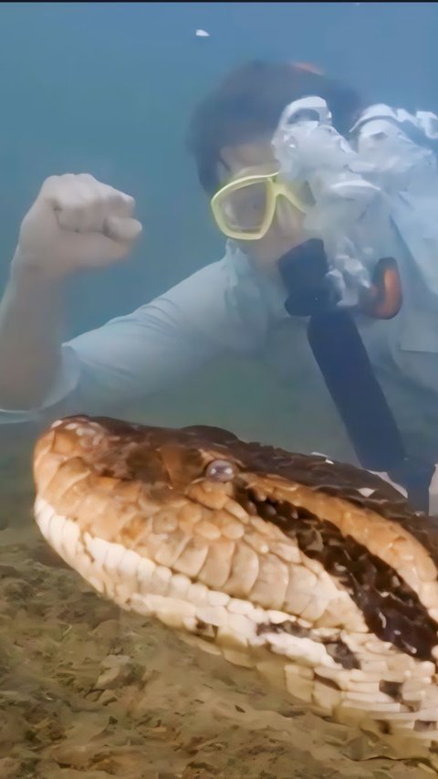 Portrait of a Relaxed Professor Meeting the World's Largest Anaconda While Swimming at the Bottom of the Amazon, Weighing 200 kg, Its Body is as Big as a Car Tire.