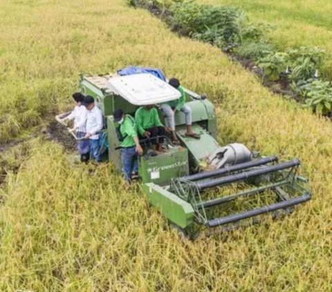 Harga Beras Terus Melonjak, Food Estate di Kalimantan Tengah Baru Panen Raya Bulan Maret