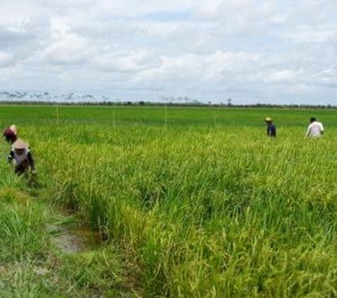 Harga Beras Terus Melonjak, Food Estate di Kalimantan Tengah Baru Panen Raya Bulan Maret