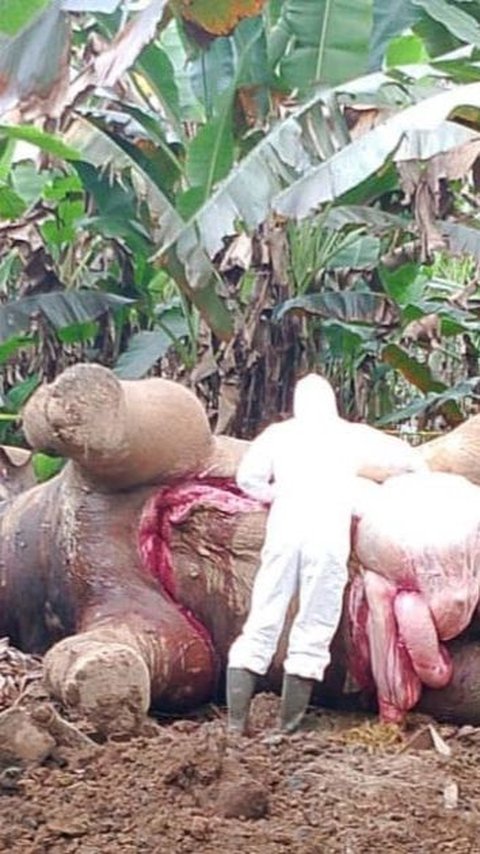 Tragis, Gajah Sumatera Ditemukan Mati Akibat Tersengat Listrik di Pidie Jaya