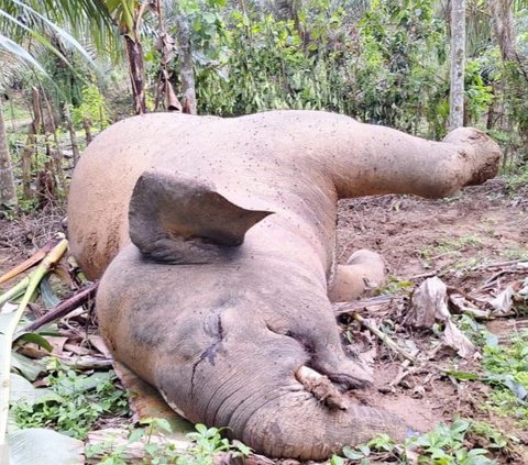 Tragis, Gajah Sumatera Ditemukan Mati Akibat Tersengat Listrik di Pidie Jaya