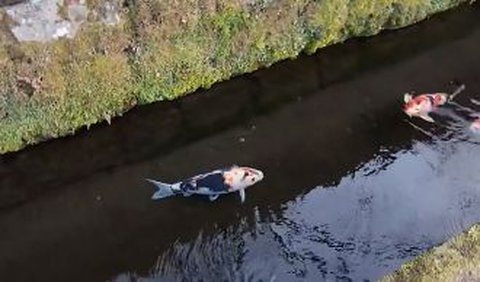 Saking bersihnya, sepanjang selokan nampak terisi ikan koi. Lantaran dianggap berbeda dari kondisi di tanah air, sang pengunggah lantas memberi pernyataan sembari tetap terkagum. <br>