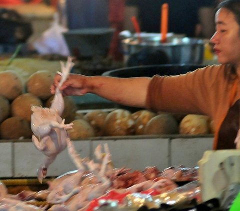 Setelah kenaikan harga beras, sejumlah bahan pokok lainnya juga mengalami lonjakan di pasar-pasar tradisional.<br><br>Salah satu yang menarik perhatian adalah ayam negeri atau ras yang turut terkena dampaknya. Foto: merdeka.com / Imam Buhori