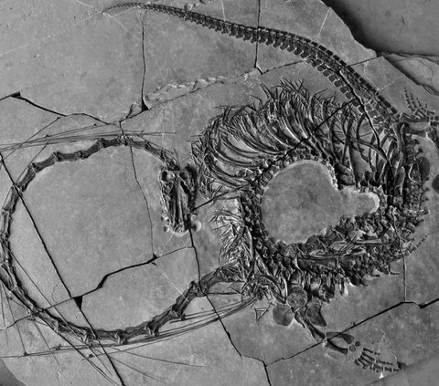 Ilmuwan Temukan Fosil Naga Berusia 240 Juta Tahun, Panjangnya Sampai 5 Meter, di Sini Lokasinya