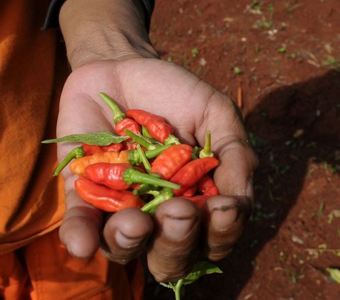 Surprise Visit to Check Staple Food Prices, Minister of Trade Zulkifli Astonished by the Price of Chili in Jakarta Market