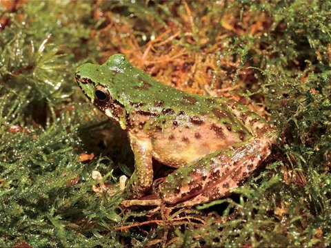 Makhluk Aneh Ditemukan di Gunung China, Tubuhnya Bergelombang dan Bermata Besar