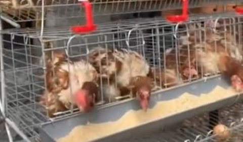 Menggunakan seragam dinas, Jenderal Agus tampak merekam momen ketika ia mengecek puluhan ayam peliharaannya.