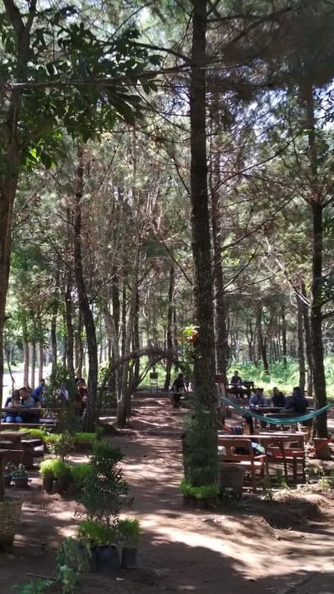 <b>5. Hutan Pinus Kediri</b>