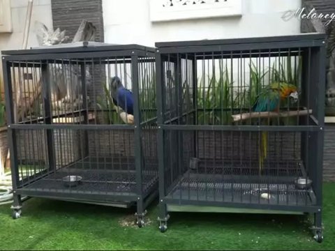 Appearance of Bambang Soesatyo's Moroccan-Style House, the Backyard Becomes a Habitat for Rare Birds