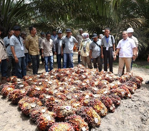 Pola Kemitraan PTPN IV Bakal Diadopsi Petani Sawit, Tetap Dapat Penghasilan Saat Peremajaan Kebun