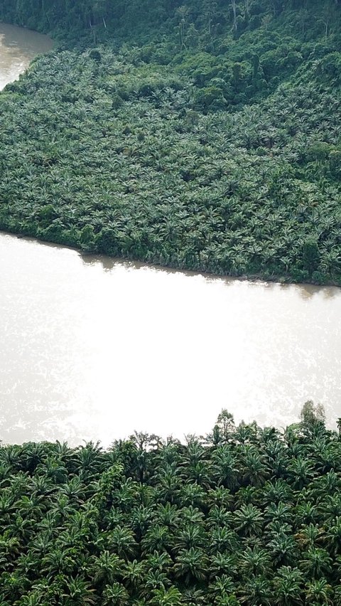 Pola Kemitraan PTPN IV Bakal Diadopsi Petani Sawit, Tetap Dapat Penghasilan Saat Peremajaan Kebun