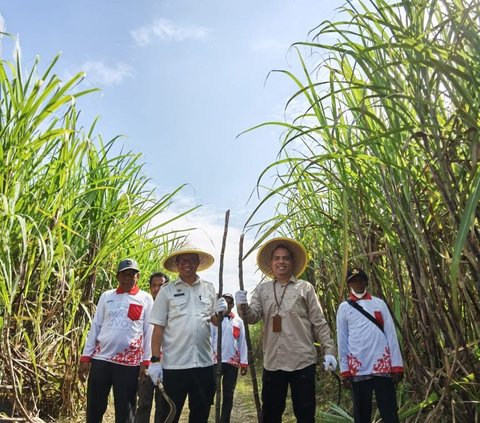 Wujudkan Swasembada Gula, Holding PTPN III Fokus Tingkatkan Kompetensi Petani Tebu