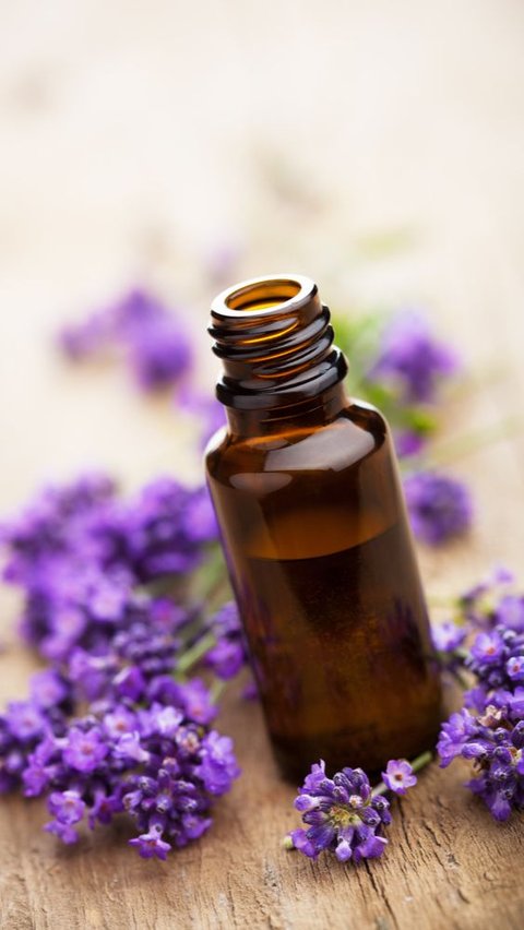 4 Khasiat Lavender Oil yang Jarang Diketahui Banyak Orang, Salah Satunya Bisa Meredakan Insomnia