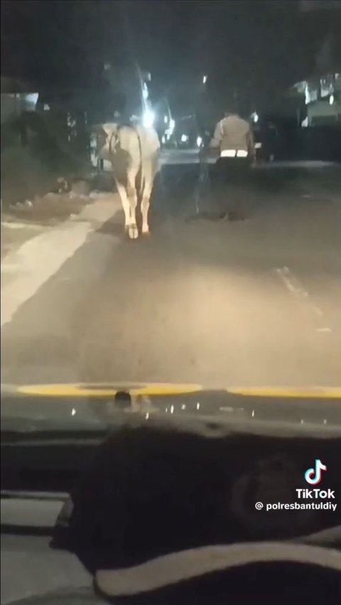 Momen Polisi di Bantul Amankan Sapi yang Berkeliaran di Jalan, Akhirnya Dibawa ke Polsek