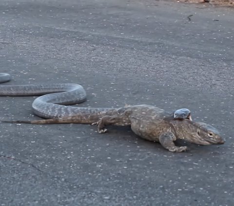 Viral King Cobra's Battle Against Monitor Lizard on the Road, The Ending is Surprising, Video Watched 10 Million Times