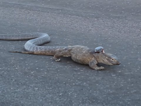 Viral King Cobra's Battle Against Monitor Lizard on the Road, The Ending is Surprising, Video Watched 10 Million Times