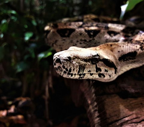 Para ahli percaya bahwa ular terbesar yang pernah tercatat telah ditemukan di hutan hujan Amazon di Ekuador oleh kru film dokumenter Will Smith.<br>