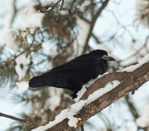 Prayer When Hearing the Sound of a Crow, Often Believed as a Myth of Bringing Disaster