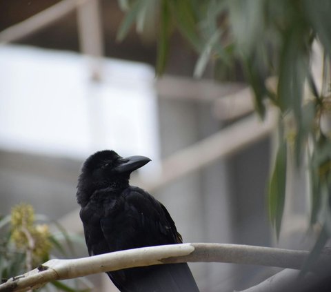 Prayer When Hearing the Sound of a Crow, Often Believed as a Myth of Bringing Disaster