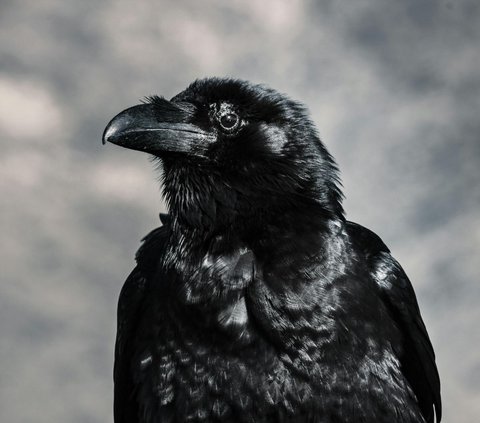 Prayer When Hearing the Sound of a Crow, Often Believed as a Myth of Bringing Disaster