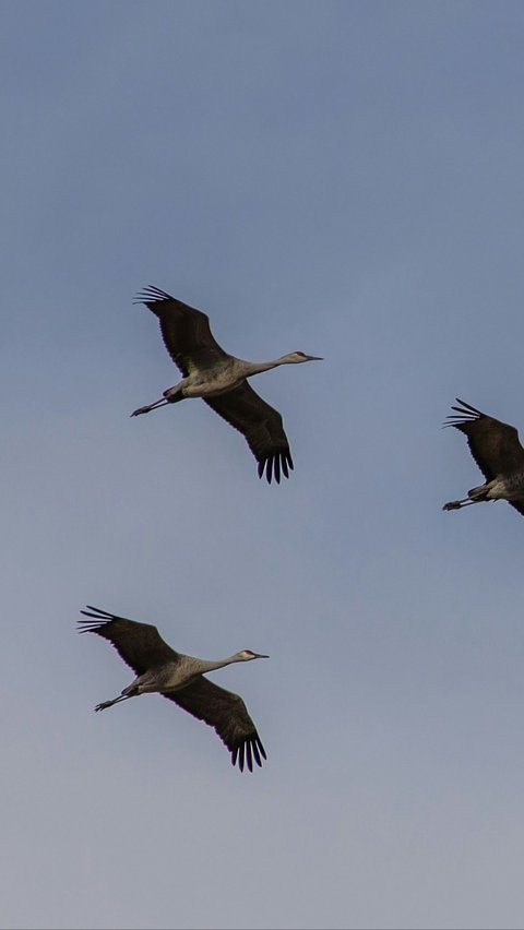 Phenomenon of Sandhill Crane Migration